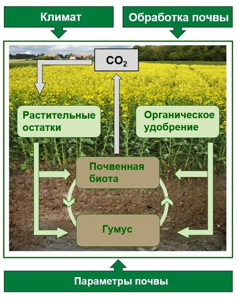 Vliyanie-klimata-i-sostava-pochvy_reference